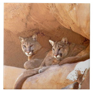 Two Mountain Lions Tile