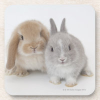 Two Netherland Dwarf and Holland Lop bunnies
