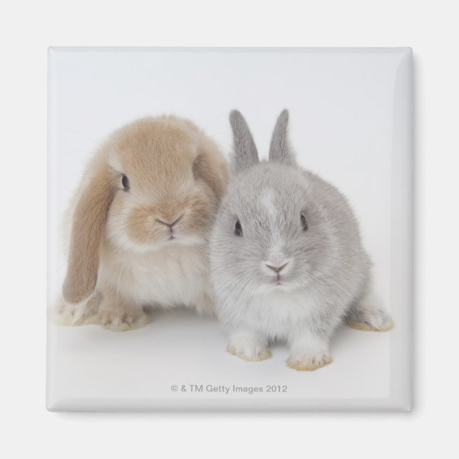 Two Netherland Dwarf and Holland Lop bunnies Magnet (Front)