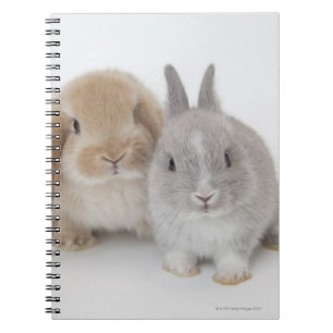 Two Netherland Dwarf and Holland Lop bunnies Notebook