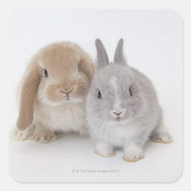 Two Netherland Dwarf and Holland Lop bunnies Square Sticker (Front)