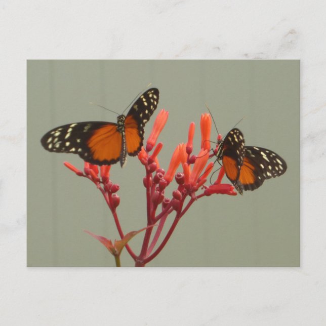 Two Orange Black White Butterflies DIY Postcard (Front)
