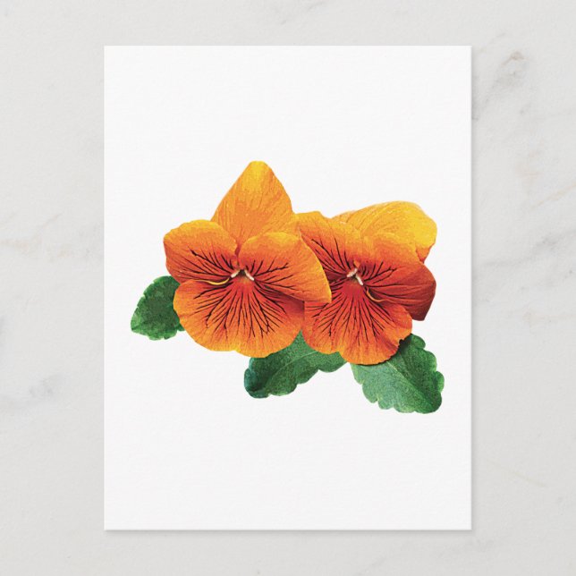 Two Orange Pansies Postcard (Front)
