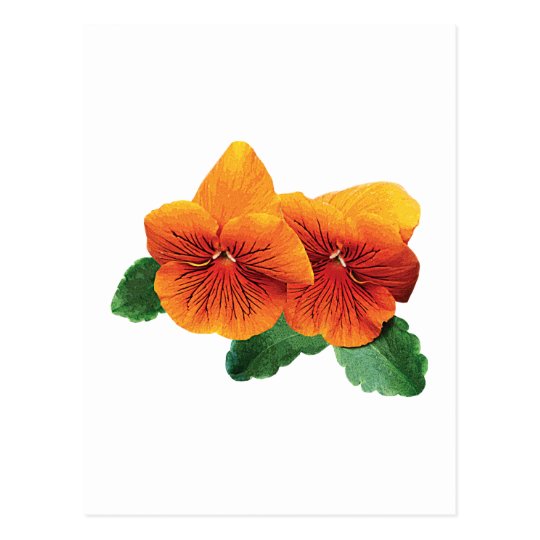 Two Orange Pansies Postcard