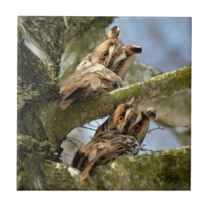 Two Owls in the Woods, birds, wildlife Ceramic Til Tile