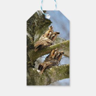 Two Owls in the Woods, birds, wildlife Gift Tags