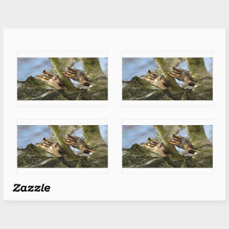 Two Owls in the Woods, birds, wildlife Rectangular Sticker
