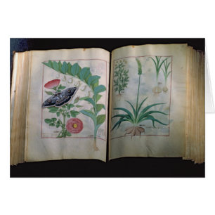 Two pages depicting Rose and Garlic