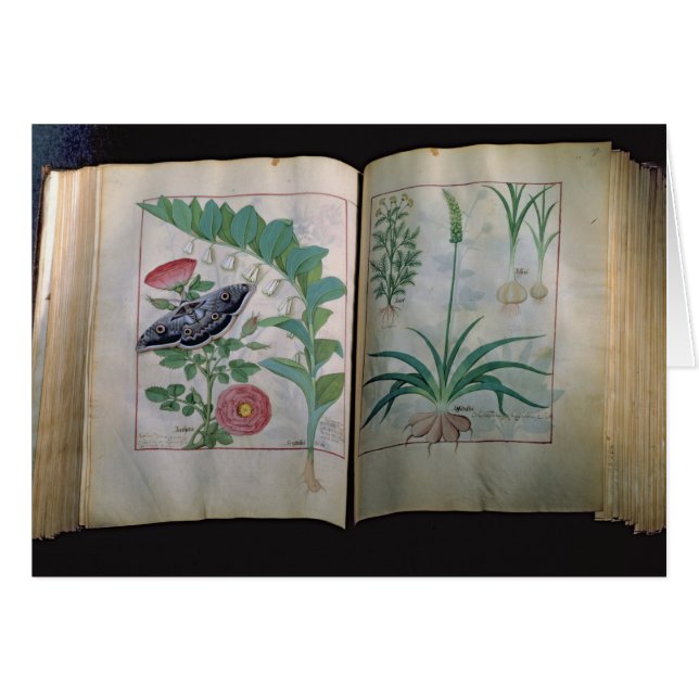 Two pages depicting Rose and Garlic (Front Horizontal)