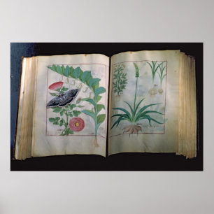 Two pages depicting Rose and Garlic Poster