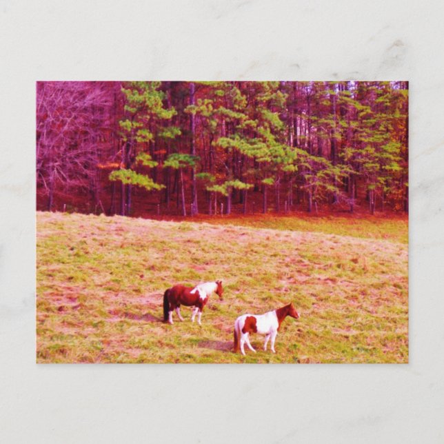Two Painted Horses Postcard (Front)