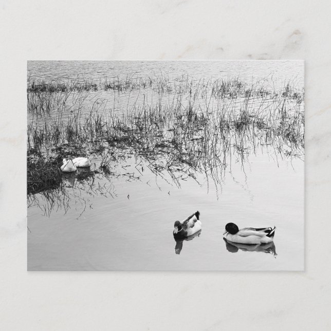 Two Pairs of Ducks in Black and White Postcard (Front)