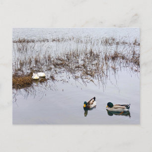 Two Pairs of Ducks Postcard
