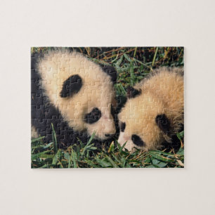 Two panda cubs in the bamboo bush, Wolong, Jigsaw Puzzle
