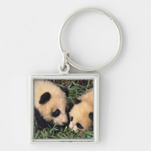 Two panda cubs in the bamboo bush, Wolong, Keychain