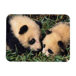 Two panda cubs in the bamboo bush, Wolong, Magnet