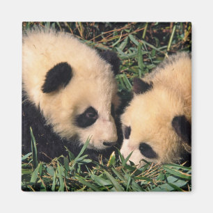 Two panda cubs in the bamboo bush, Wolong, Magnet