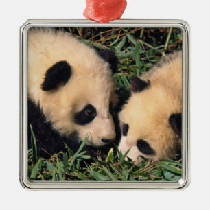 Two panda cubs in the bamboo bush, Wolong, Metal Ornament