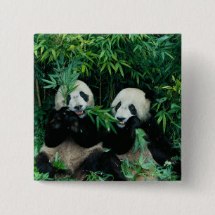 Two pandas eating bamboo together, Wolong 2 Inch Square Button