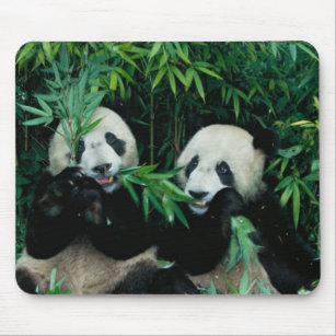 Two pandas eating bamboo together, Wolong, 2 Mouse Pad