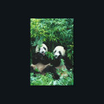 Two pandas eating bamboo together, Wolong Canvas Print<br><div class="desc">COPYRIGHT Keren Su / DanitaDelimont.com | AS07 KSU1111.jpg | Two pandas eating bamboo together,  Wolong,  Sichuan,  China</div>
