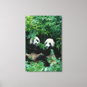 Two pandas eating bamboo together, Wolong Canvas Print