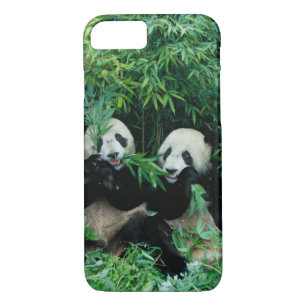 Two pandas eating bamboo together, Wolong Case-Mate iPhone Case