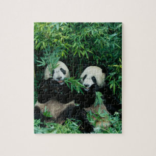 Two pandas eating bamboo together, Wolong Jigsaw Puzzle