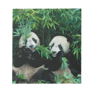 Two pandas eating bamboo together, Wolong Notepad