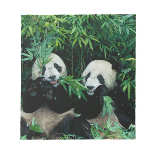 Two pandas eating bamboo together, Wolong Notepad (Front)