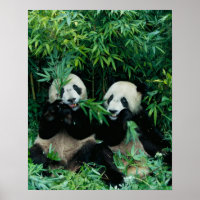 Two pandas eating bamboo together, Wolong