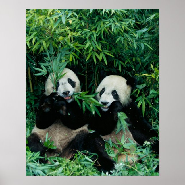 Two pandas eating bamboo together, Wolong Poster (Front)