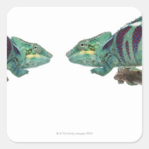 Two Panther Chameleons Nosy Be (Furcifer) Square Sticker