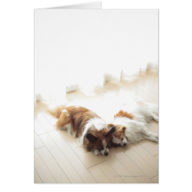 Two Papillion sleeping (Front)