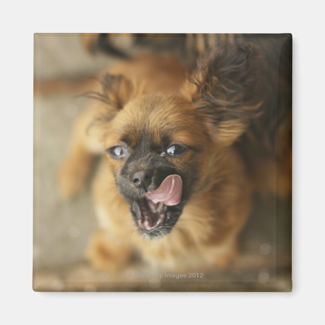 Two Pekingese dogs. Magnet (Front)
