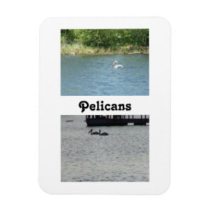Two Pelicans Flexible Magnet