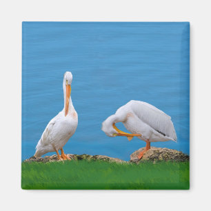 Two Pelicans with an Itch Magnet