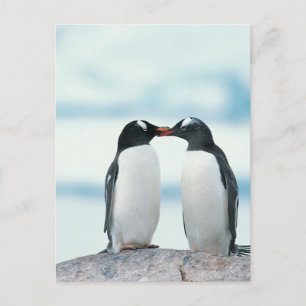 Two Penguins touching beaks Postcard