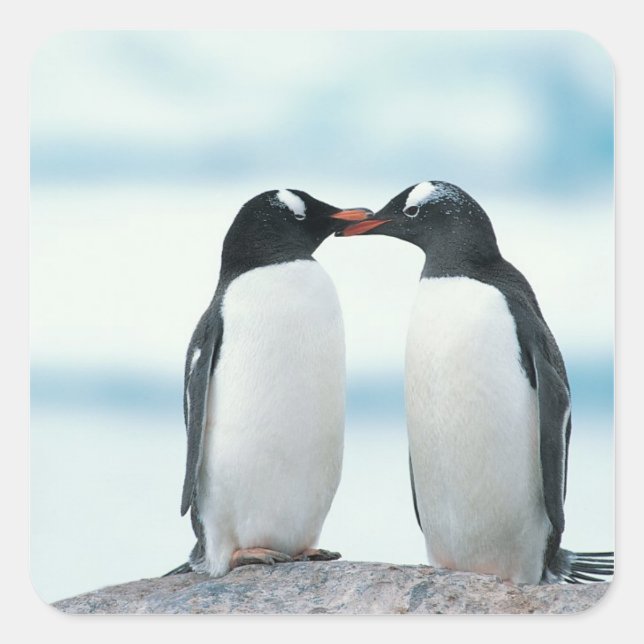 Two Penguins touching beaks Square Sticker (Front)