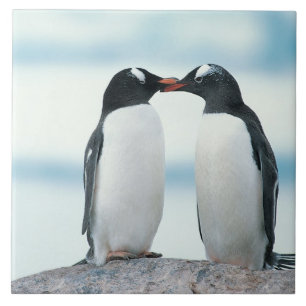 Two Penguins touching beaks Tile