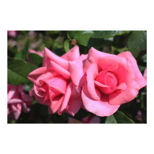 two perfect hot pink rose flowers. love photo print