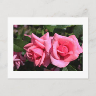 two perfect hot pink rose flowers. love postcard