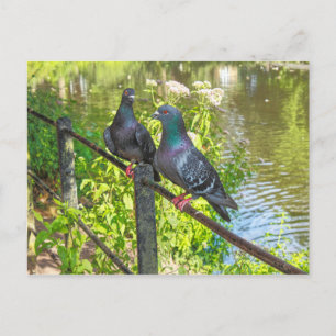 Two Pigeons. Roath Park Lake, Cardiff, Wales Postcard