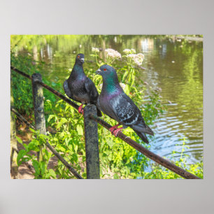 Two Pigeons. Roath Park Lake, Cardiff, Wales Poster