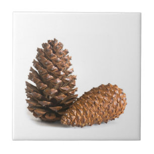 Two pinecones tile