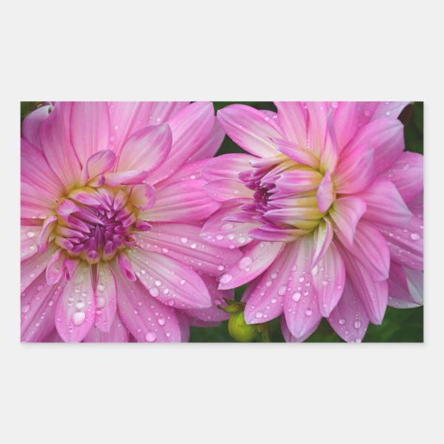 Two pink dahlia flowers sticker (Front)