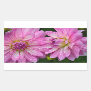 Two pink dahlia flowers sticker