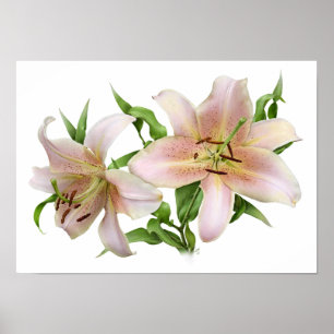 Two Pink Lilies Original Art Print