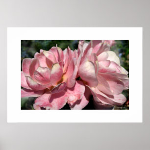 Two Pink Roses Poster