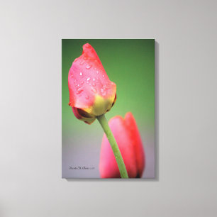 Two Pink Tulips Canvas Print